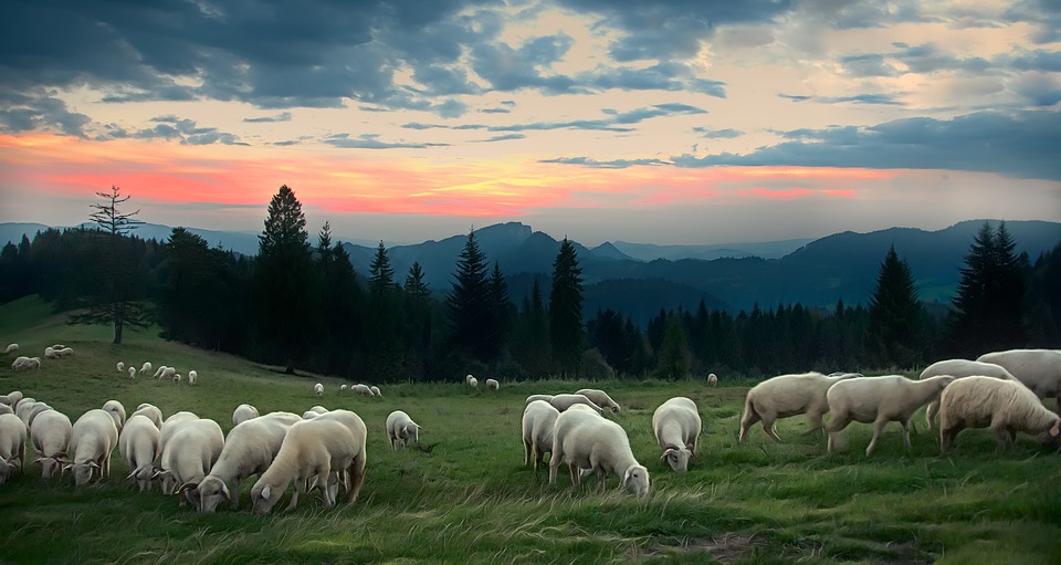 Оригинален виц: Как минава денят на един овчар
