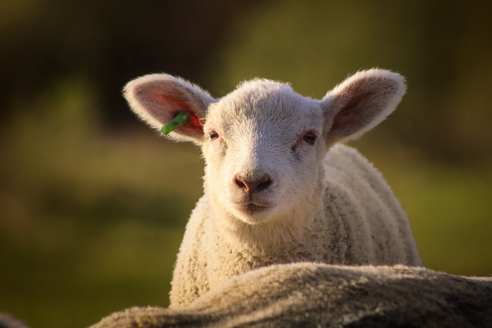 Как се нарича кръстоска между коза и овца