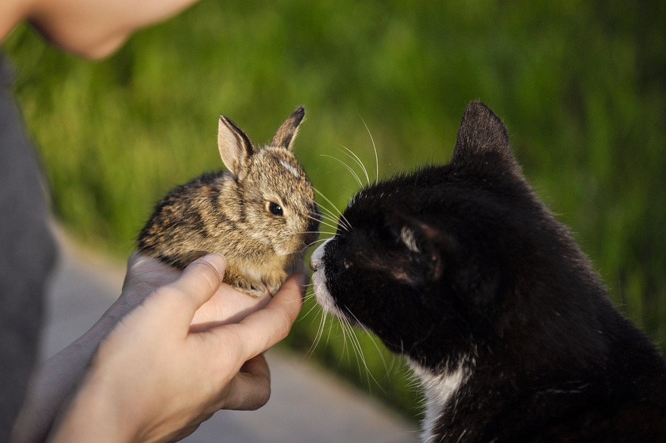 Кръстоска между заек и котка? Да или Не