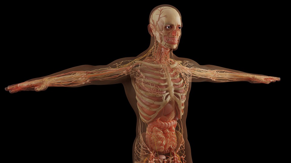 Кой е най-големият орган в човешкото тяло – основи на анатомията