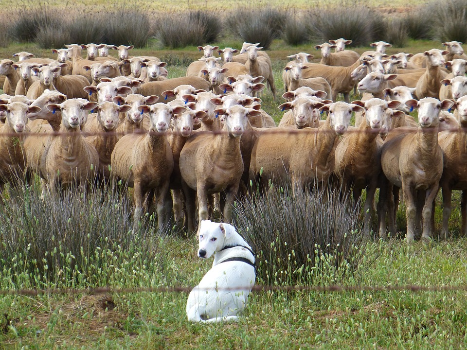 ЯК ВИЦ: Стадо овце чакат обаждане от …..