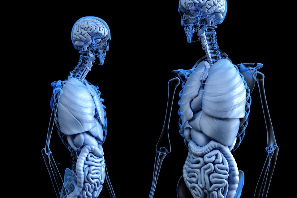 Коя е най-голямата жлеза в човешкото тяло?